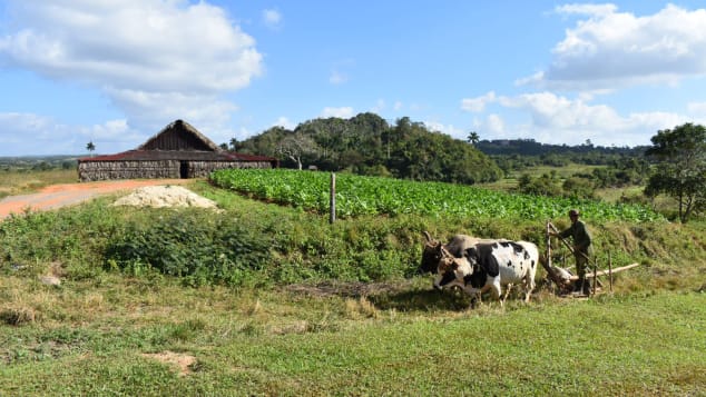 Faced with US sanctions, farmers have switched from using diesel to oxen and plows to tend their crops.